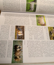 Last inn bildet i Galleri-visningsprogrammet, Bilde av tekstside i Villsauboka