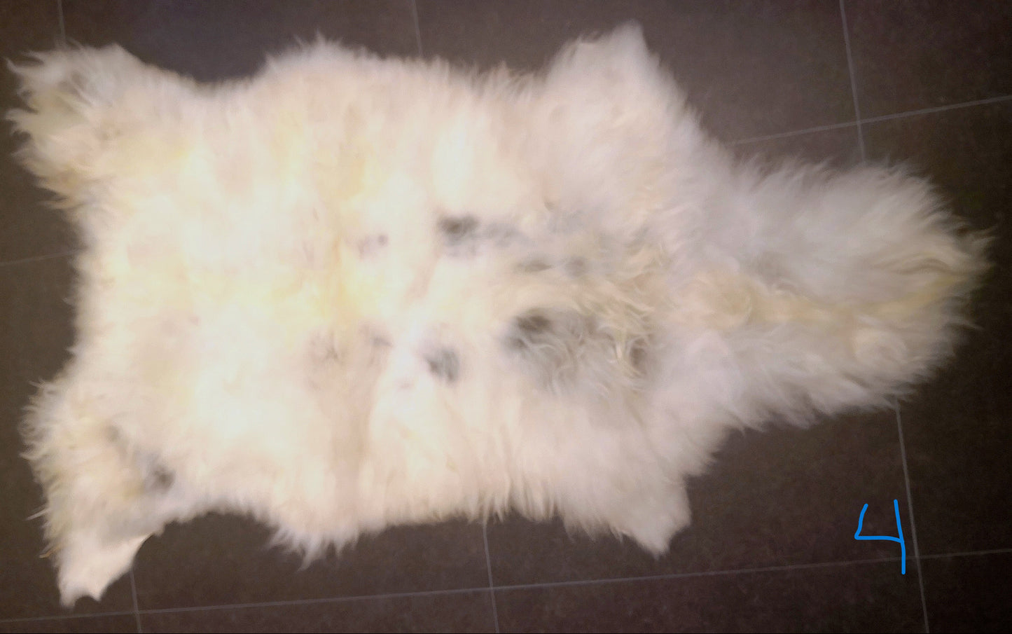 Wild sheep skin from Lygra