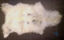 Last inn bildet i Galleri-visningsprogrammet, Villsauskinn frå Lygra