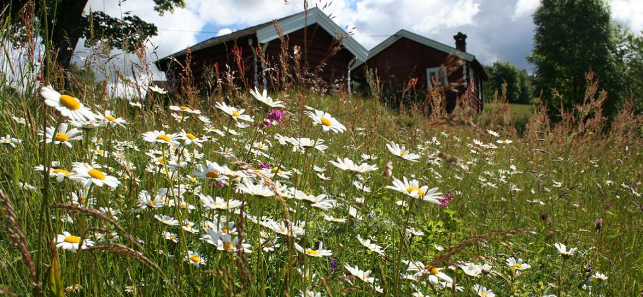 Blomstereng, foto:Ellen Svalheim