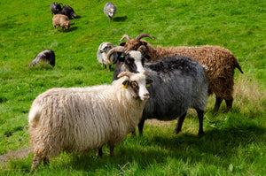 The Lygra sweater - knitting set with wild sheep yarn