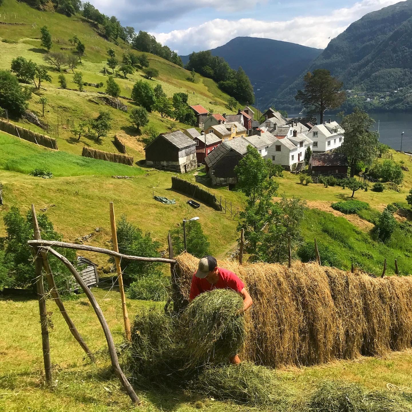 Slått og hesjing på Havråtunet