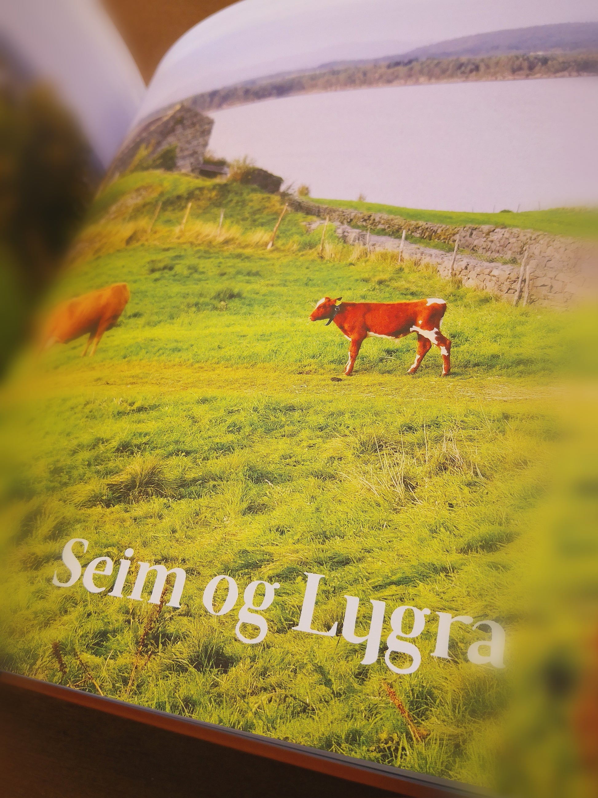 bilde av illustrasjon i boka Kystilegrimsleia, der ein ser kyr på beite på Seim og Lygra