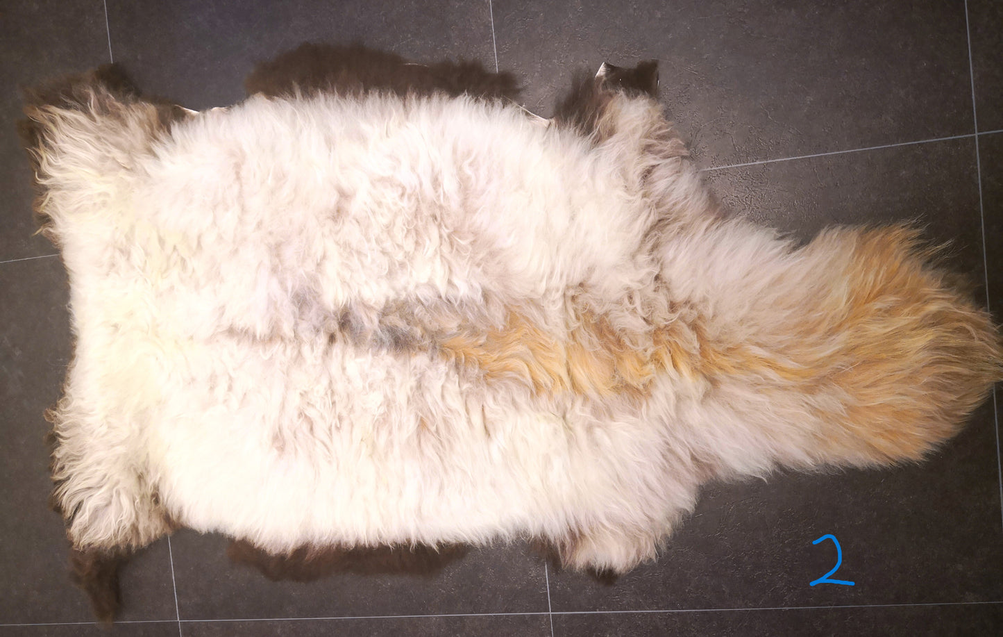 Wild sheep skin from Lygra