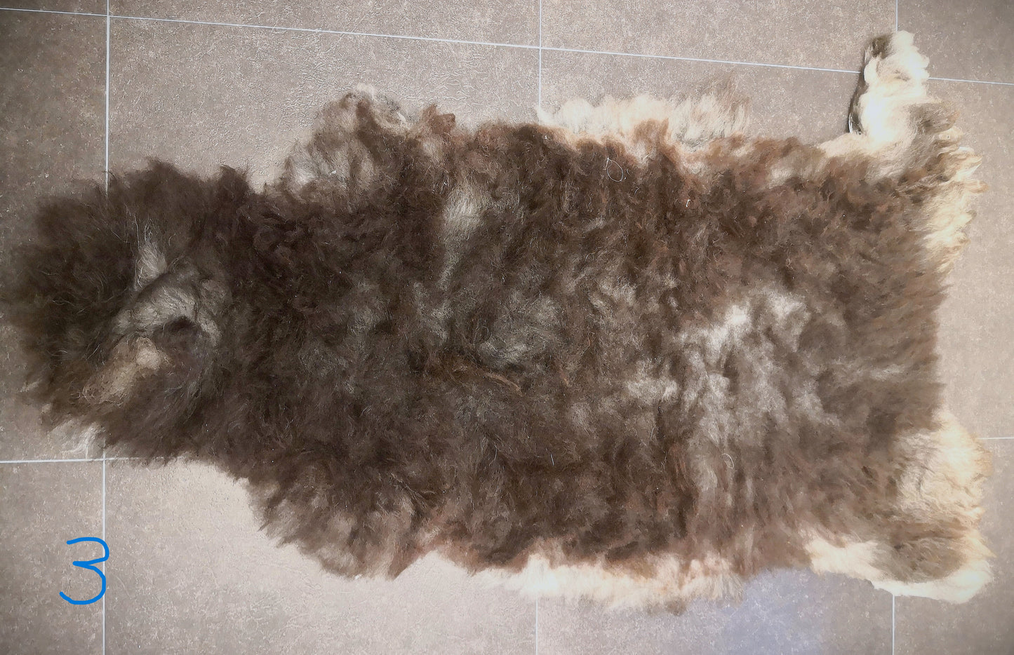 Wild sheep skin from Lygra