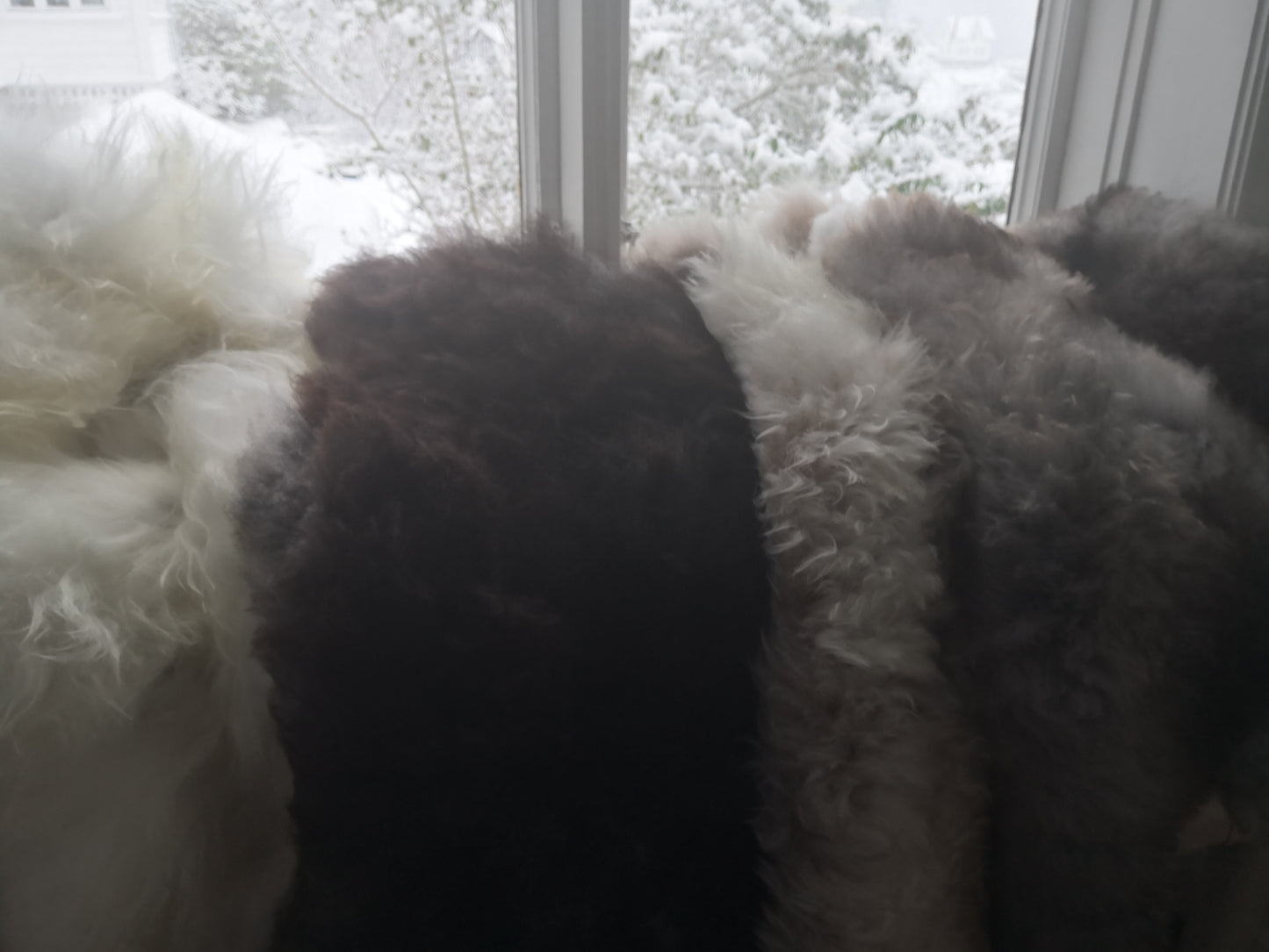 Wild sheep skin from Lygra