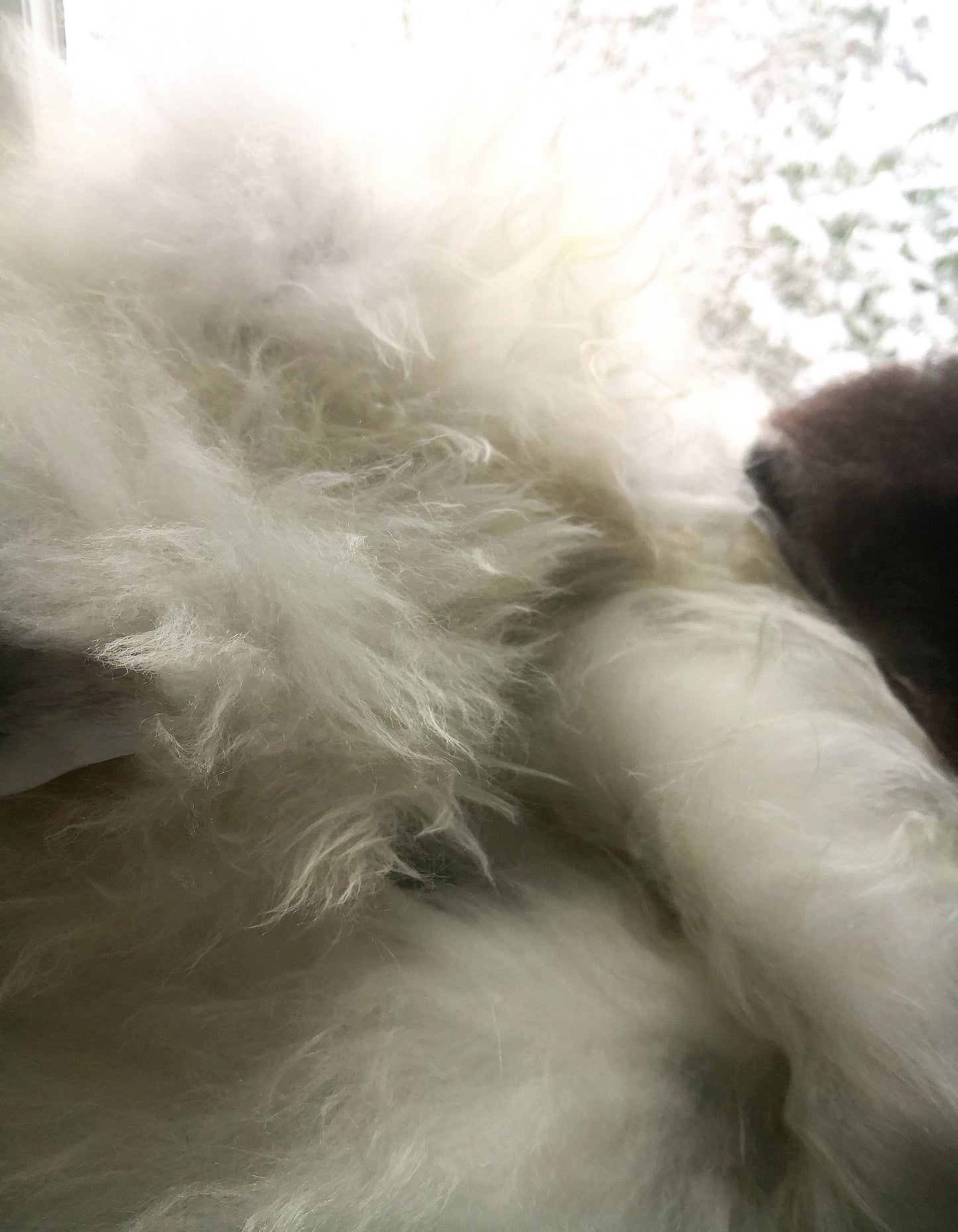 Wild sheep skin from Lygra