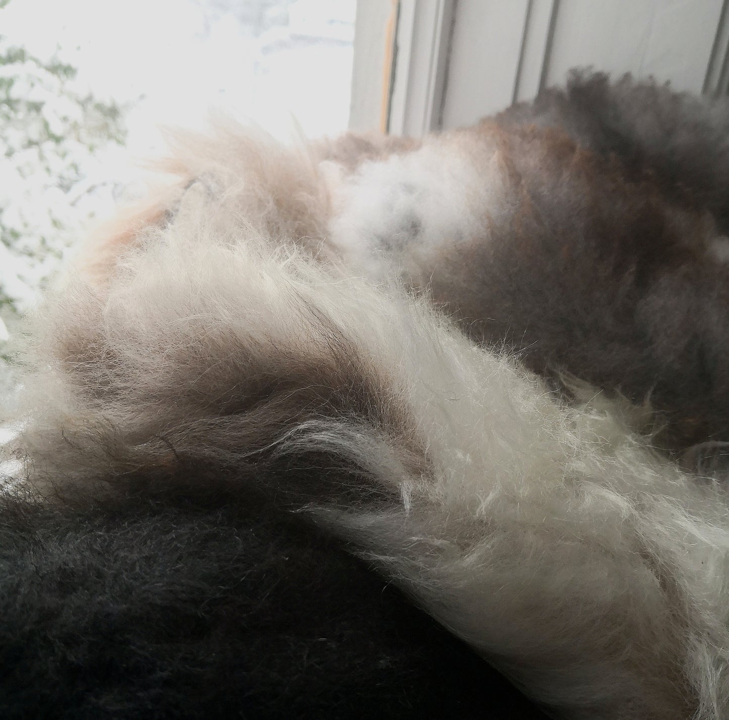 Wild sheep skin from Lygra